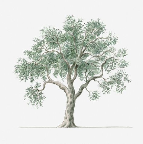 Zeytun (Zeytin)